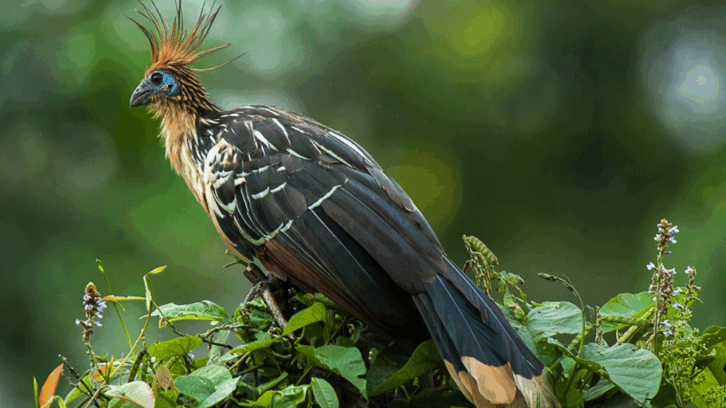 Hoatzin of the Ground