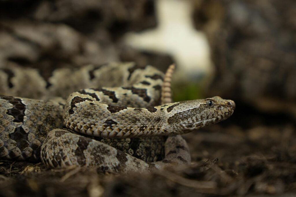 Rattlesnake sly