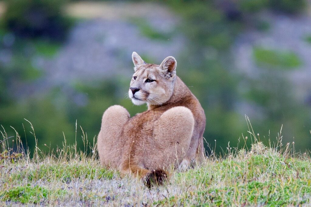 A couchant Mountain Lion
