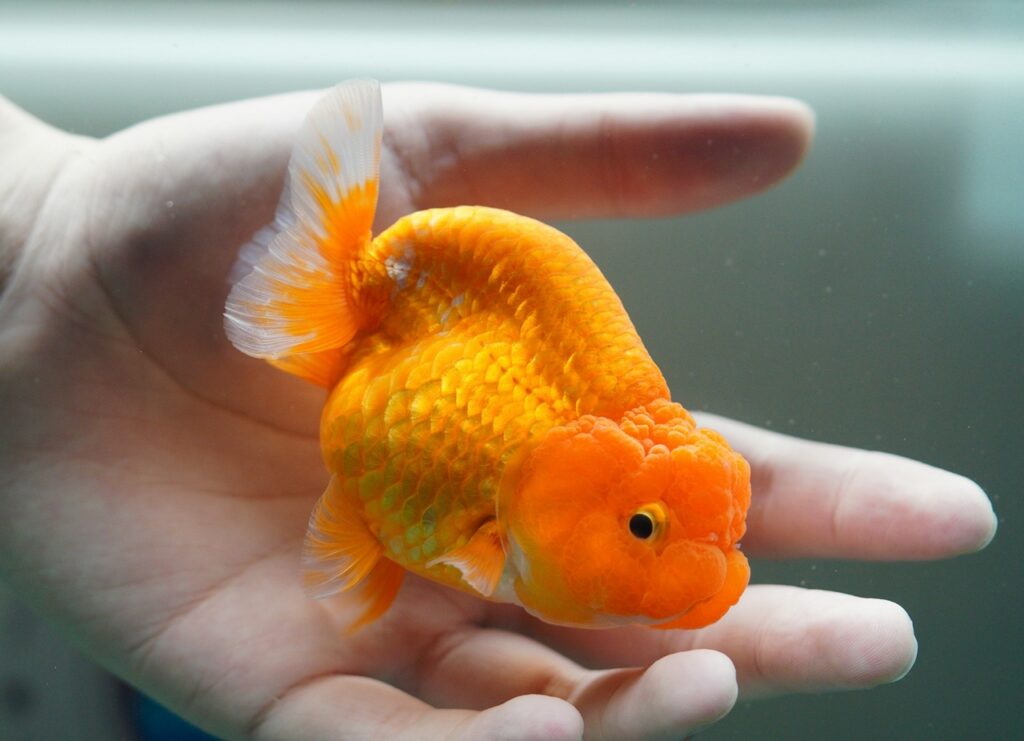 Goldfish