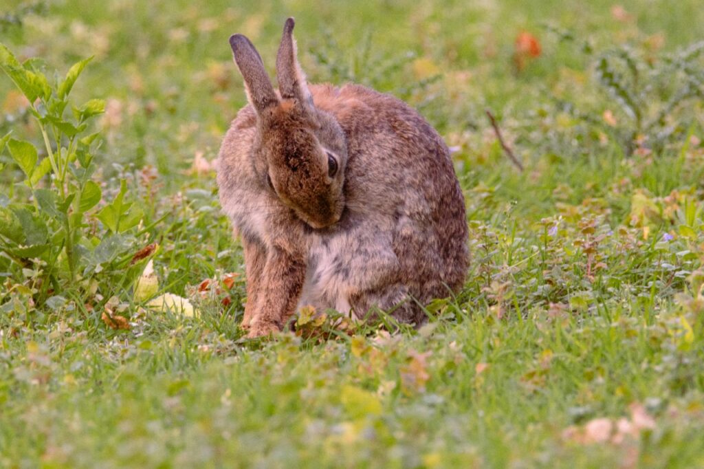 Rabbit pulling fur while grooming