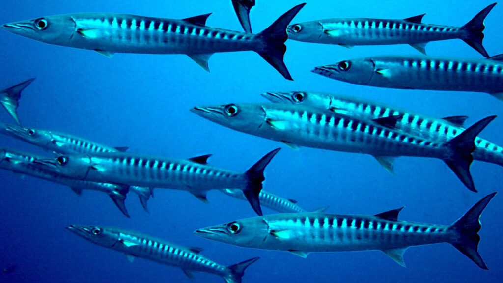 A School of Baracuda