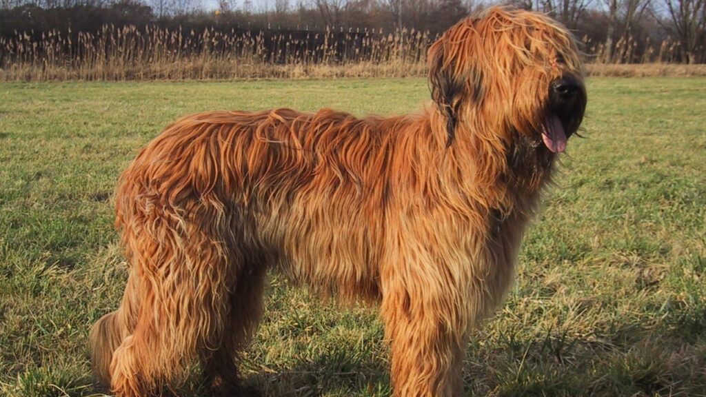 Briard