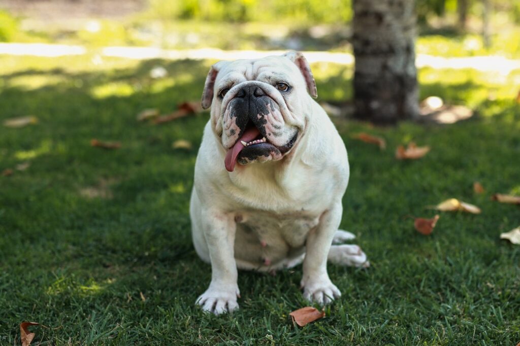 english-bulldog-5574721_1280