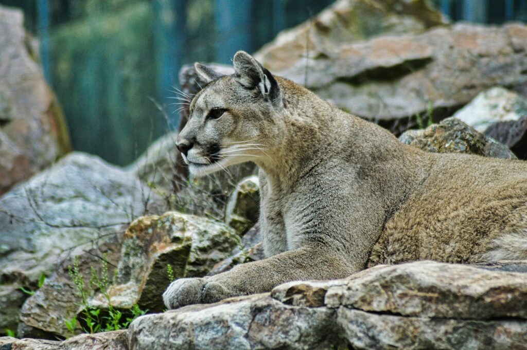 A Majestic Mountain Lion