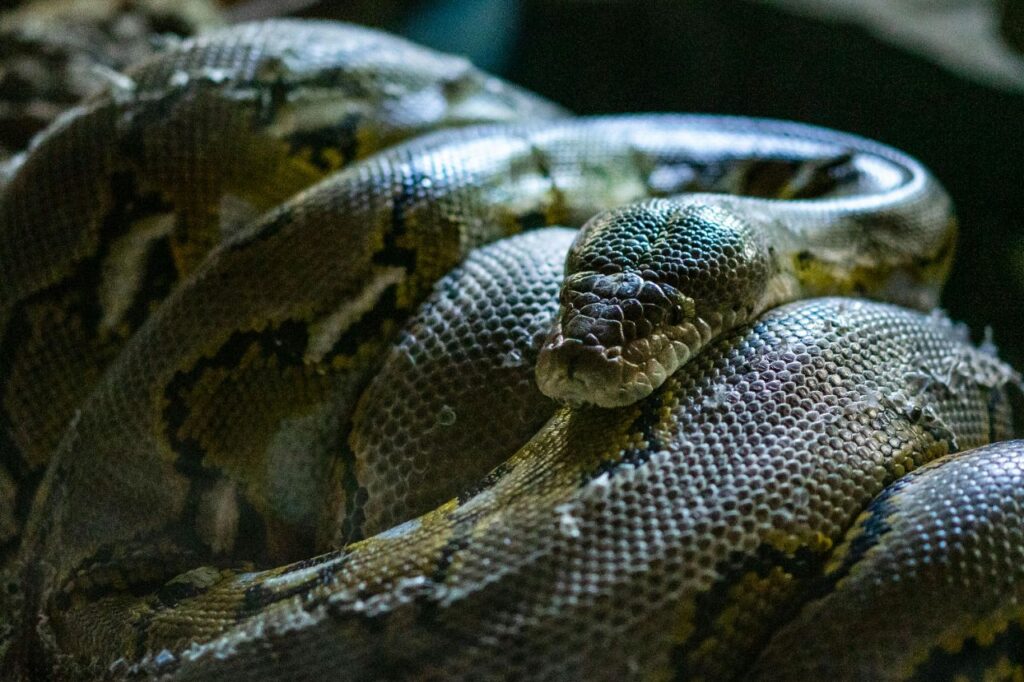 Reticulated Python