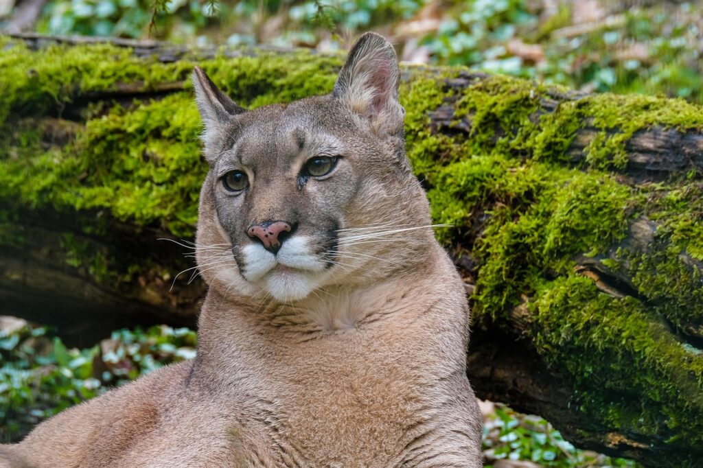 Mountain Lion resting