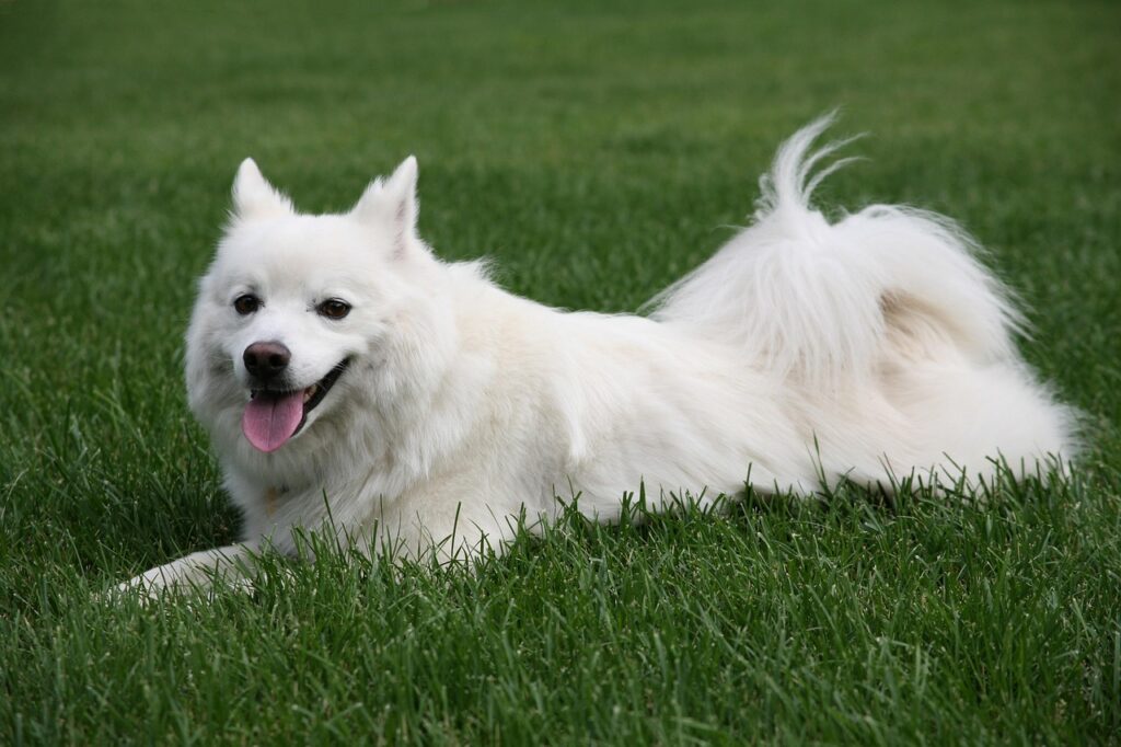 American Eskimo Dog