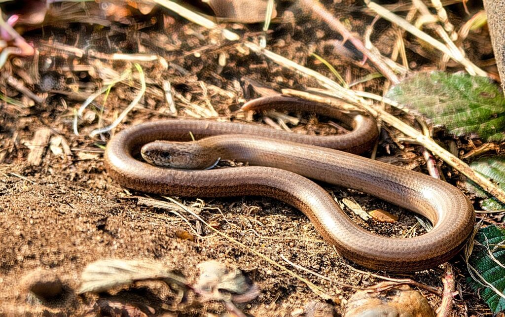 A Slow Worm