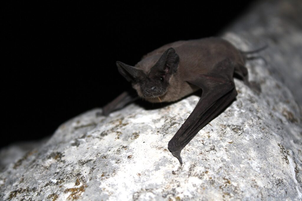 Brazilian free-tailed bat