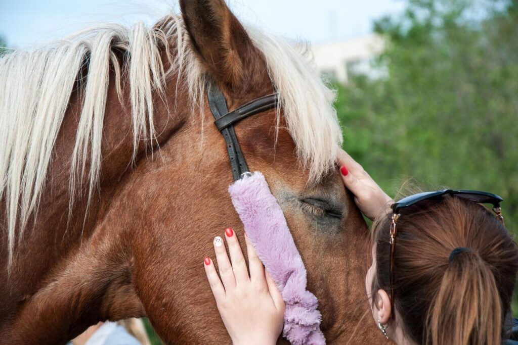 Horse grooming Supports Healthy Skin and Coat