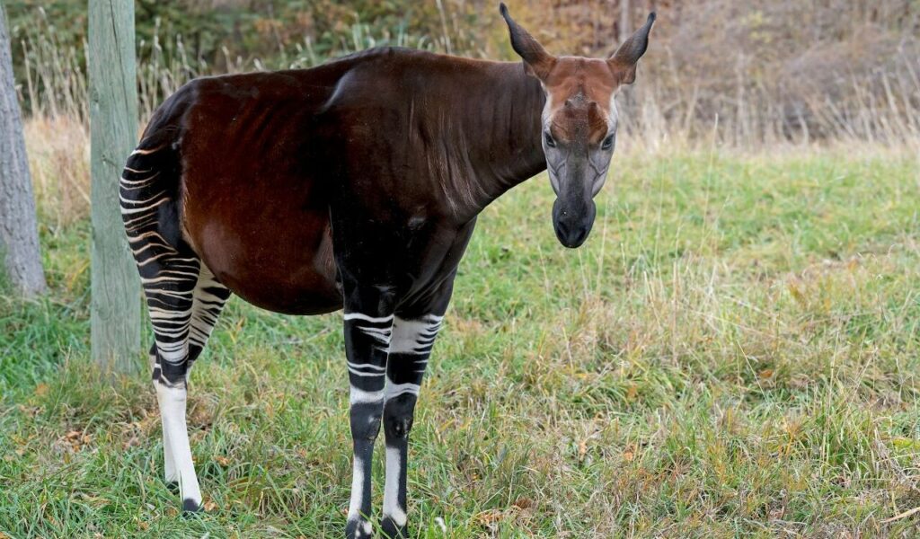 An Okapi on a Grass Field