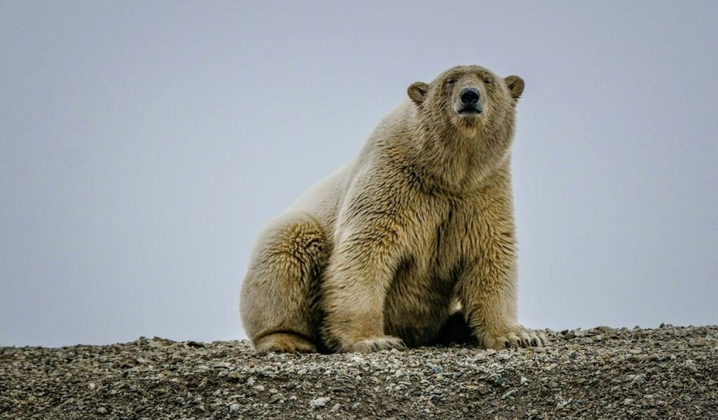 Francesco Ungaro/Pexels