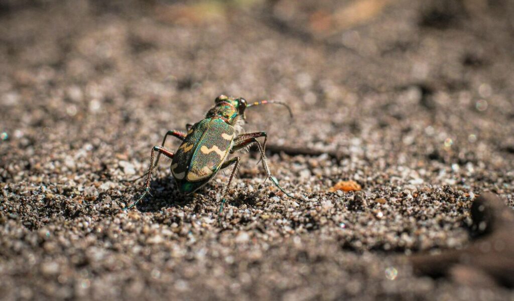 Vibrant Tiger Beetle on Sandy Terrain Close-up