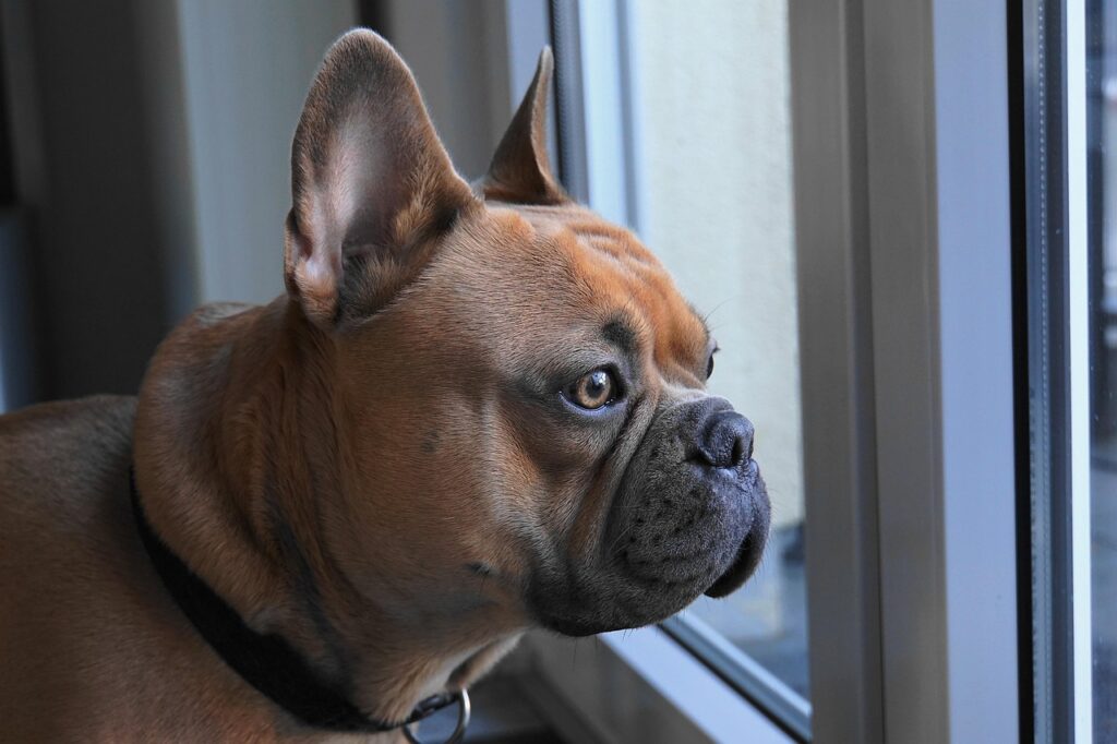french-bulldog-4019784_1280