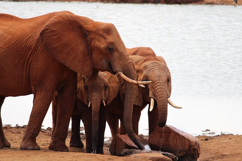 Elephants