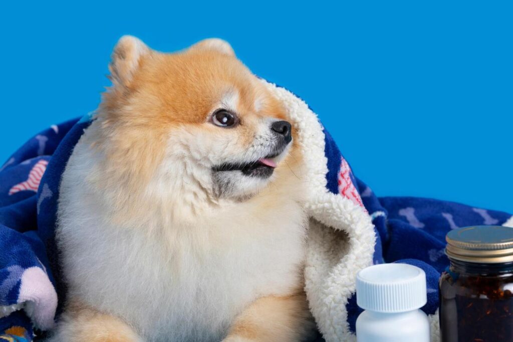 Gabapentin for dogs – Excellent for Nerve-Related Pain