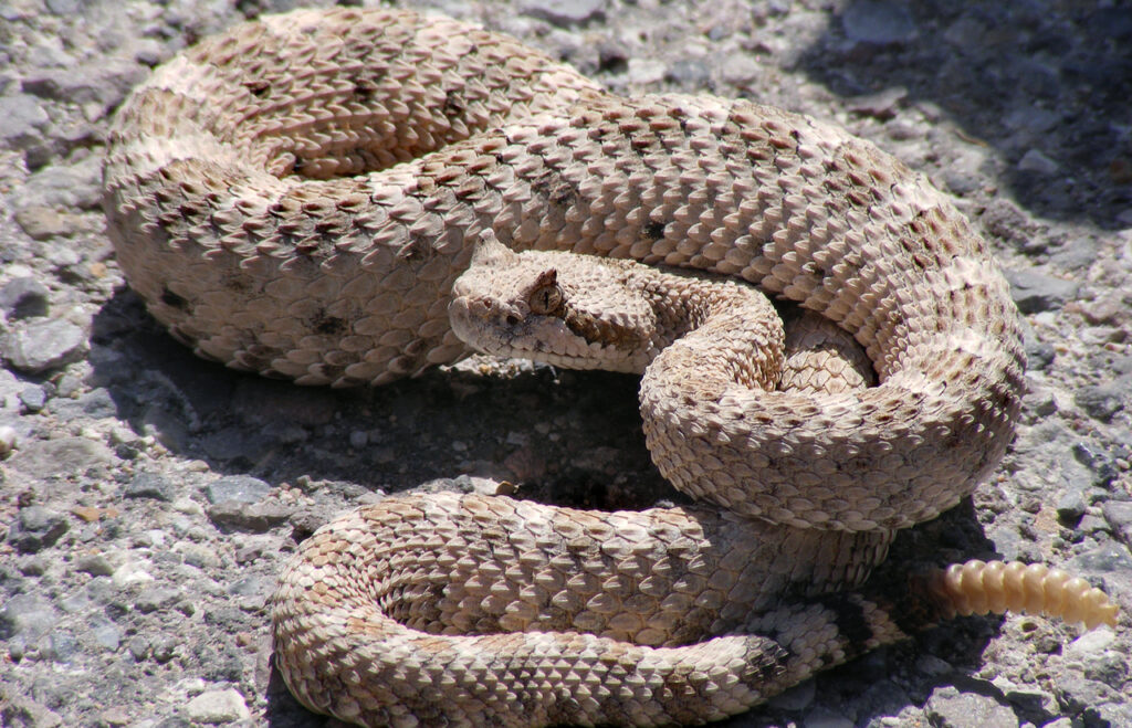 A Sidewinder Rattlesnake