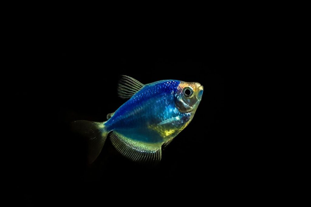glofish