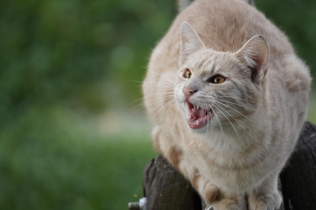 cat angry