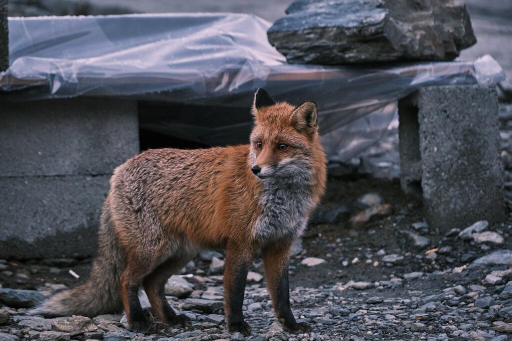 Red fox