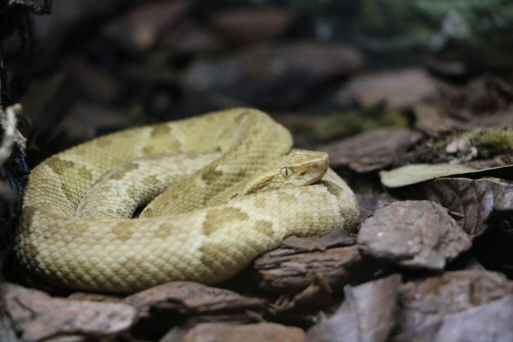 Gold Lancehead Viper