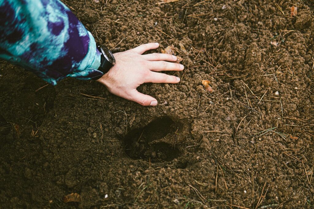 Animal track