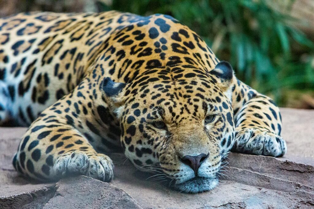 Jaguar