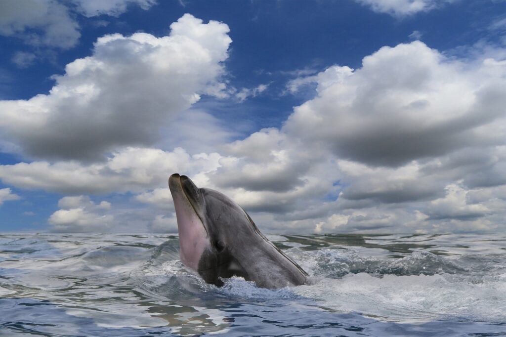 A Bottlenose Dolphin