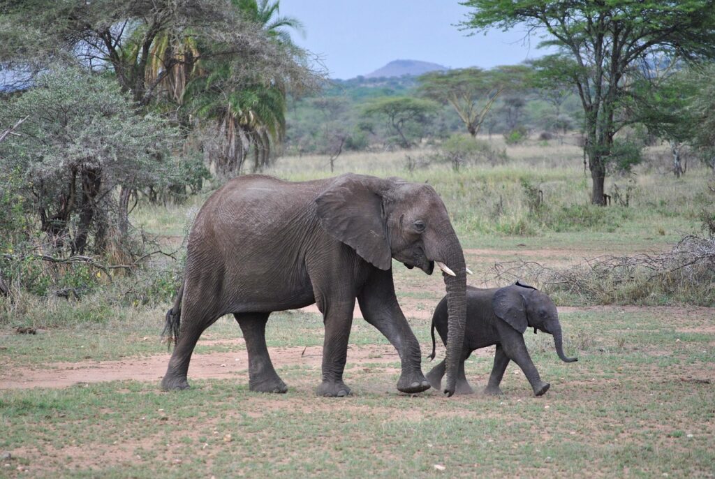 Elephants