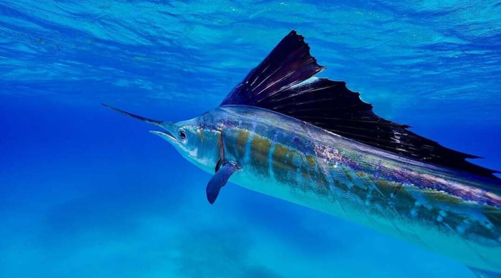 A Sailfish underwater