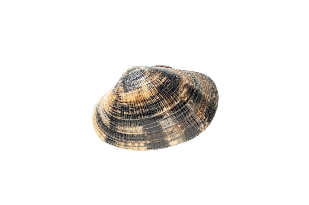 Ocean Quahog