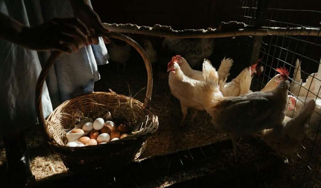 A basket full of fresh eggs is held inside a dimly lit chicken coop with white hens nearby.