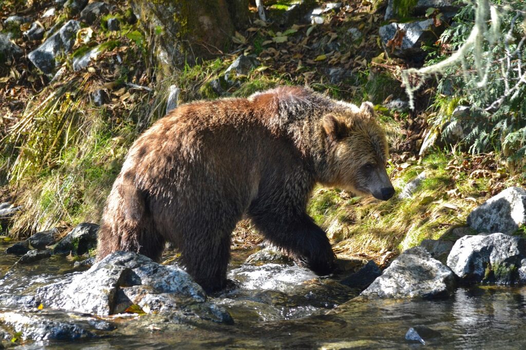 Grizzly Bear