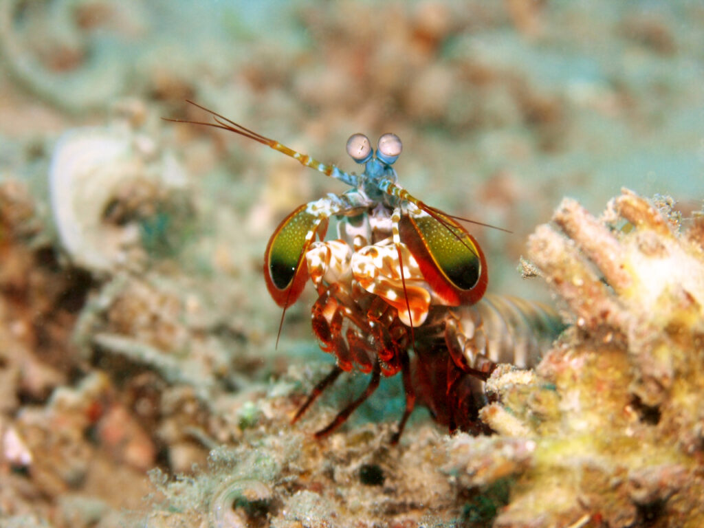 Mantis shrimp