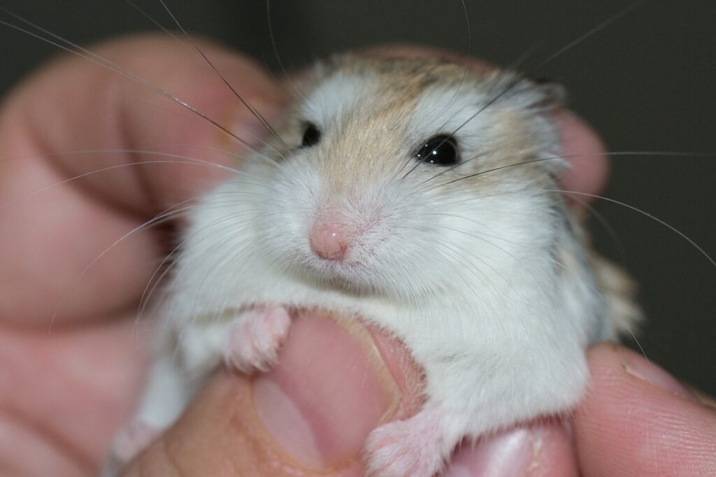hamster