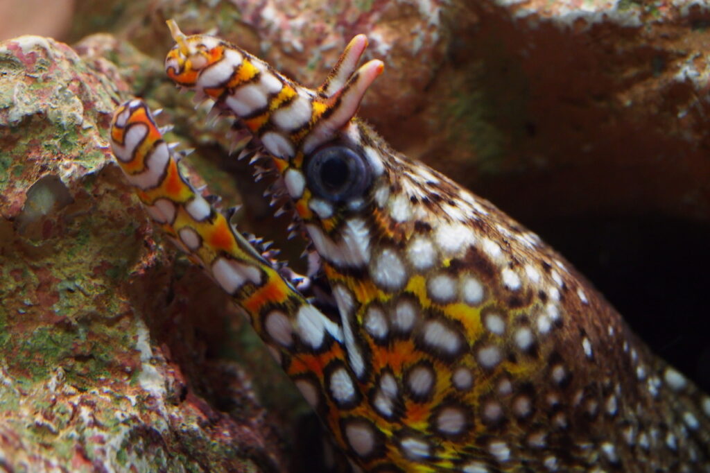 A Dragon Moray Eel