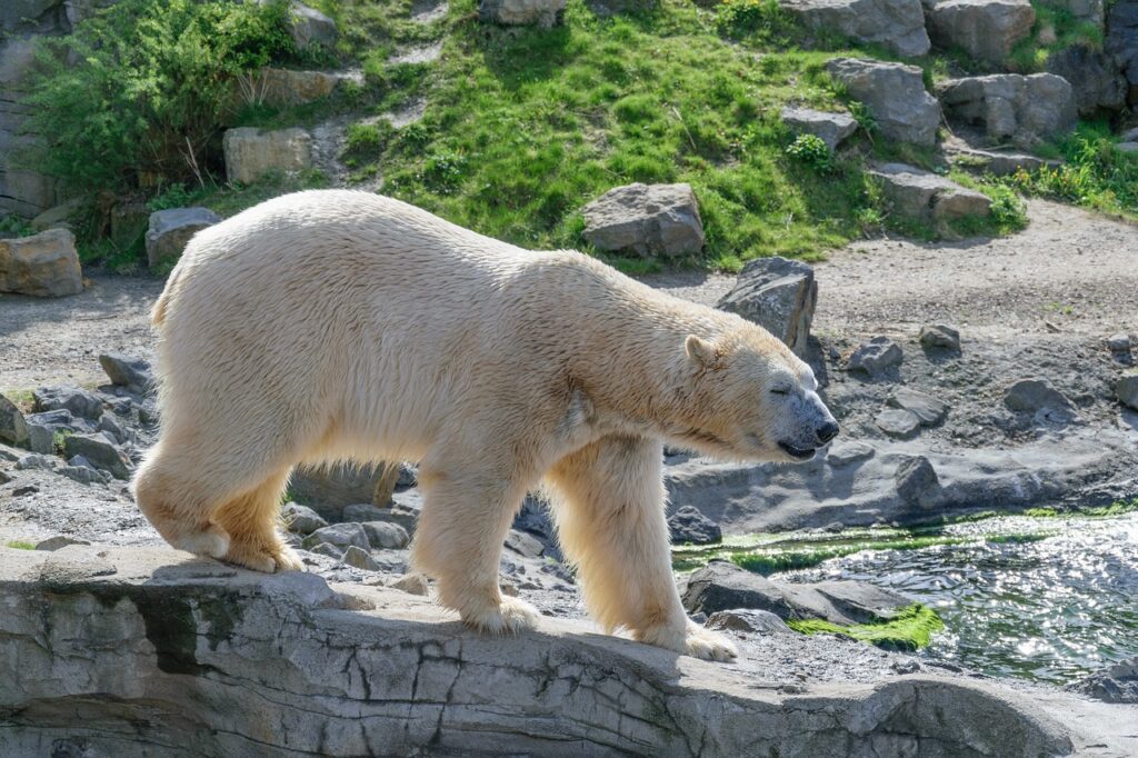 Polar Bear walking