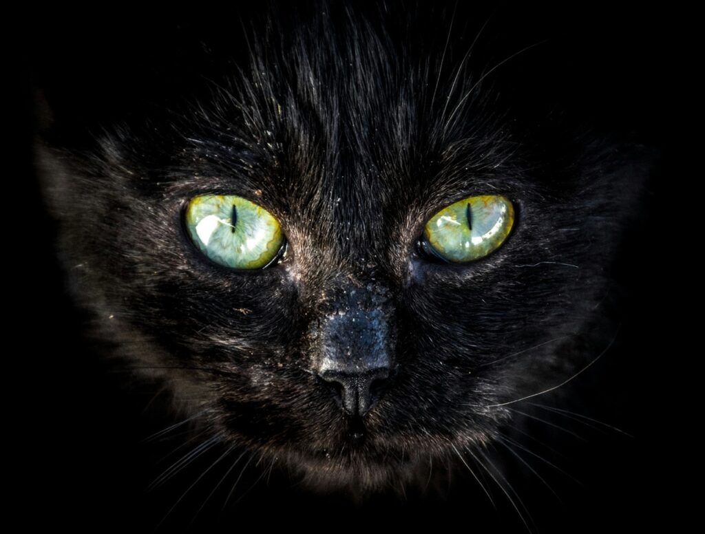 Black Cat