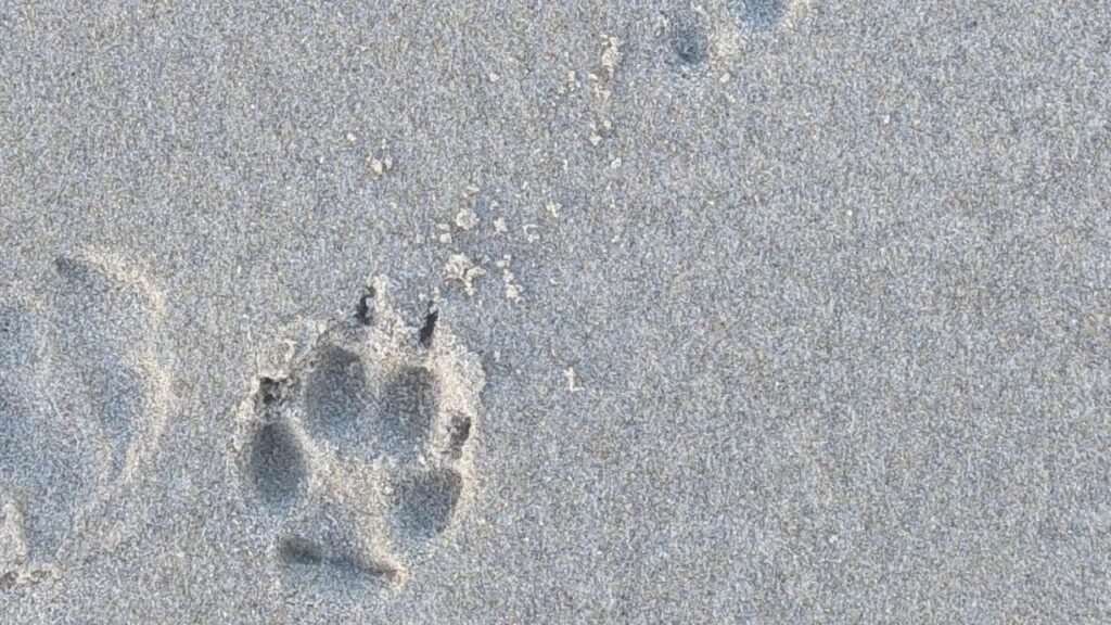 Fox tracks