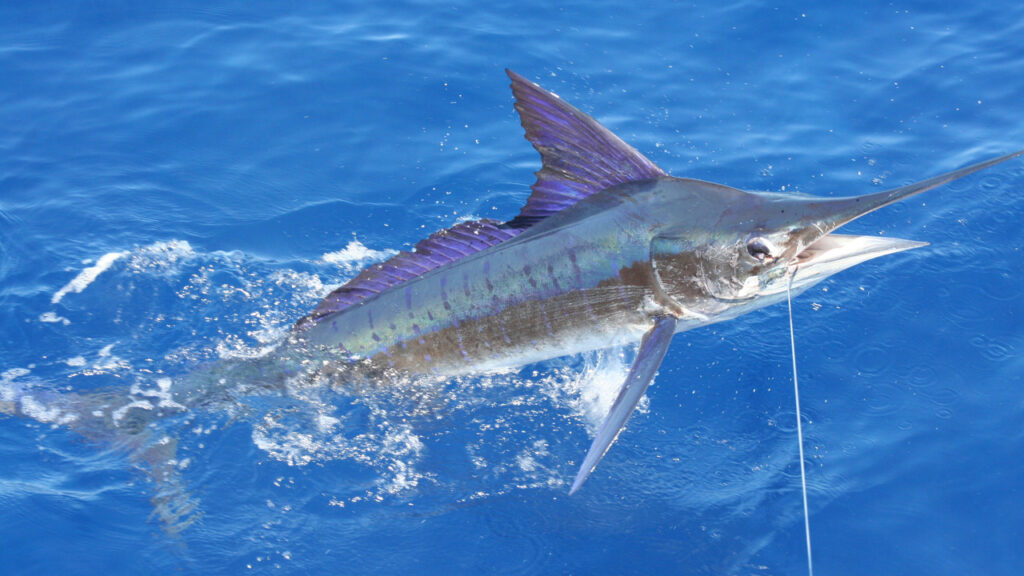 A Striped Marlin