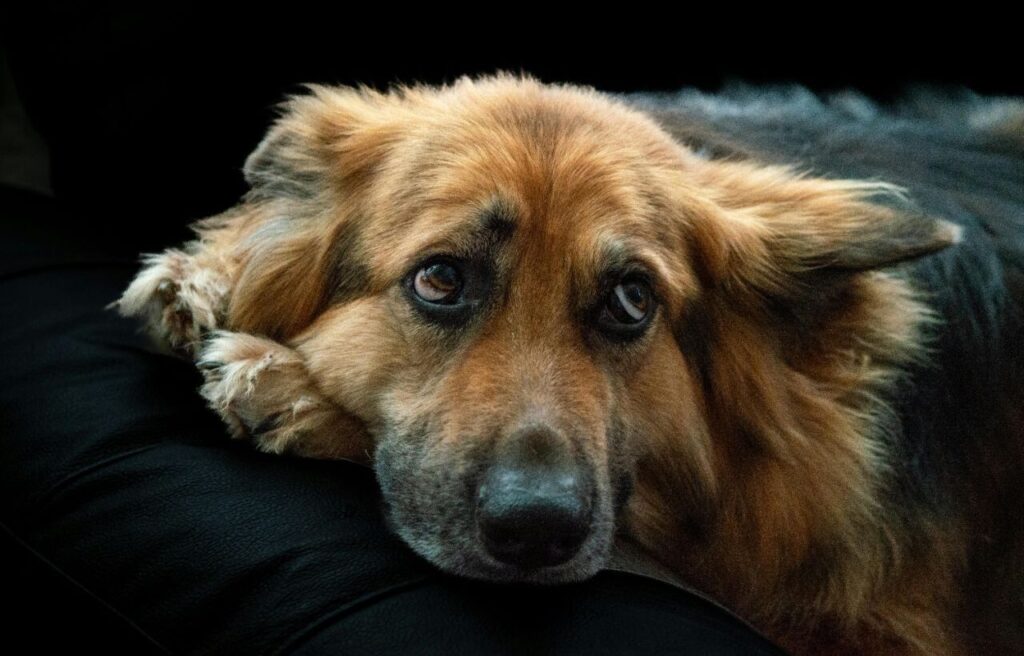 Close-up of a sad-looking dog resting its head on a black couch.