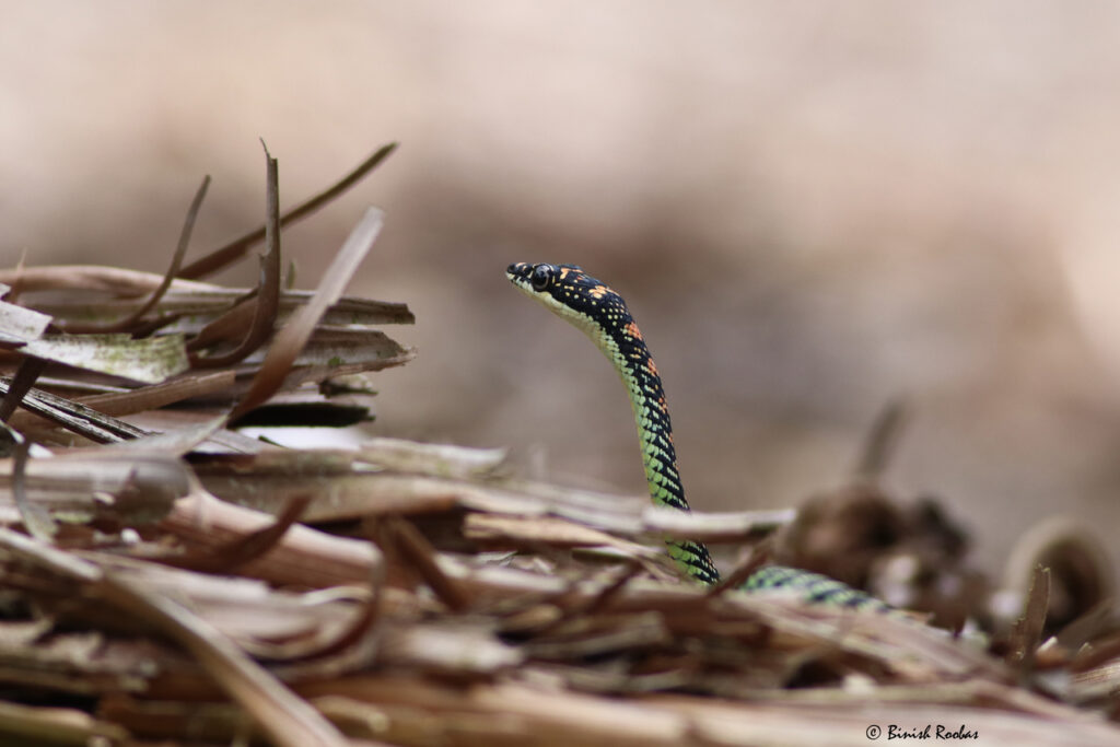 Paradise_flying_snake_(Chrysopelea_paradisi)-2