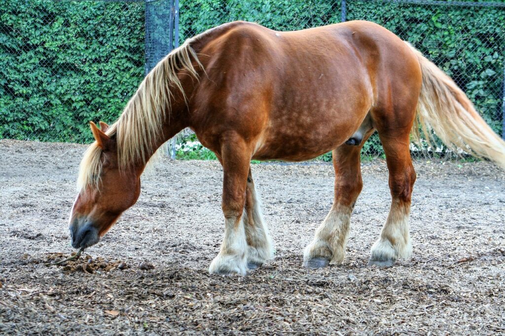 horse hooves