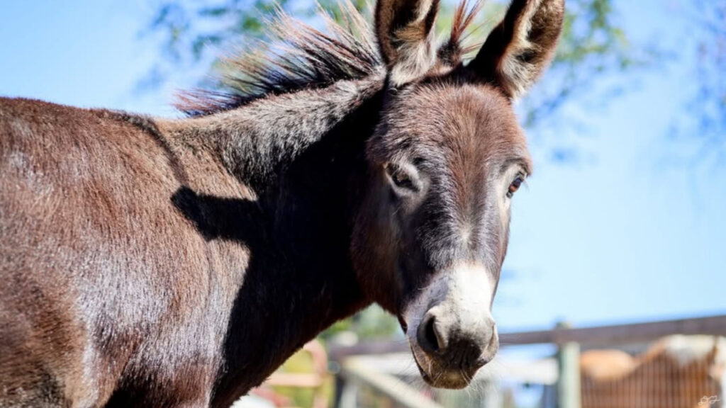 Miniature Donkey looking at us
