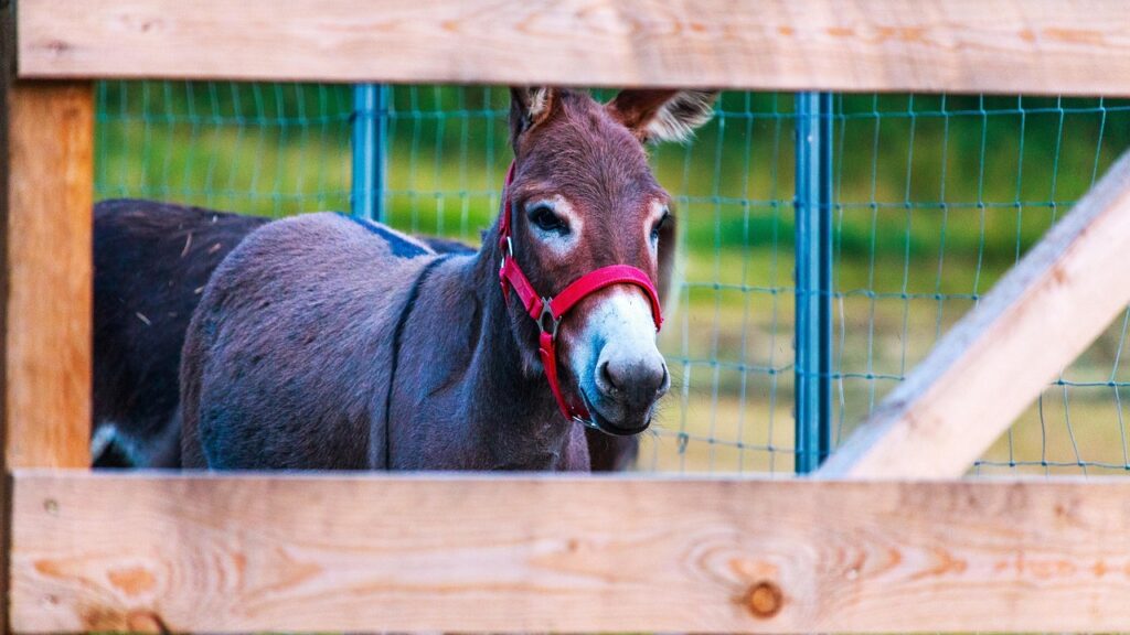 Miniature Donkey in a pen