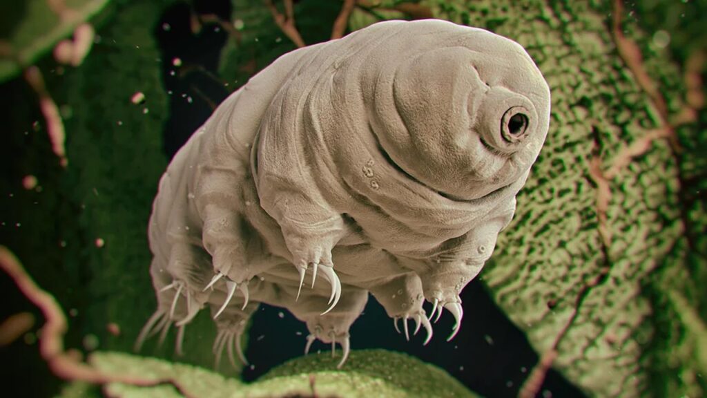 Tardigrad