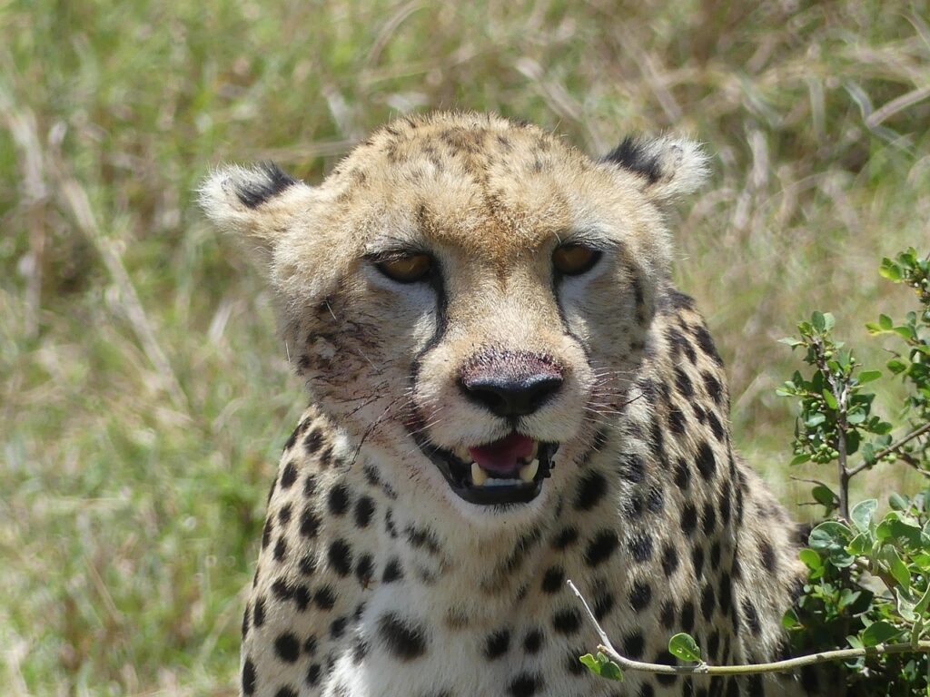 cheetah-4376081_1280
