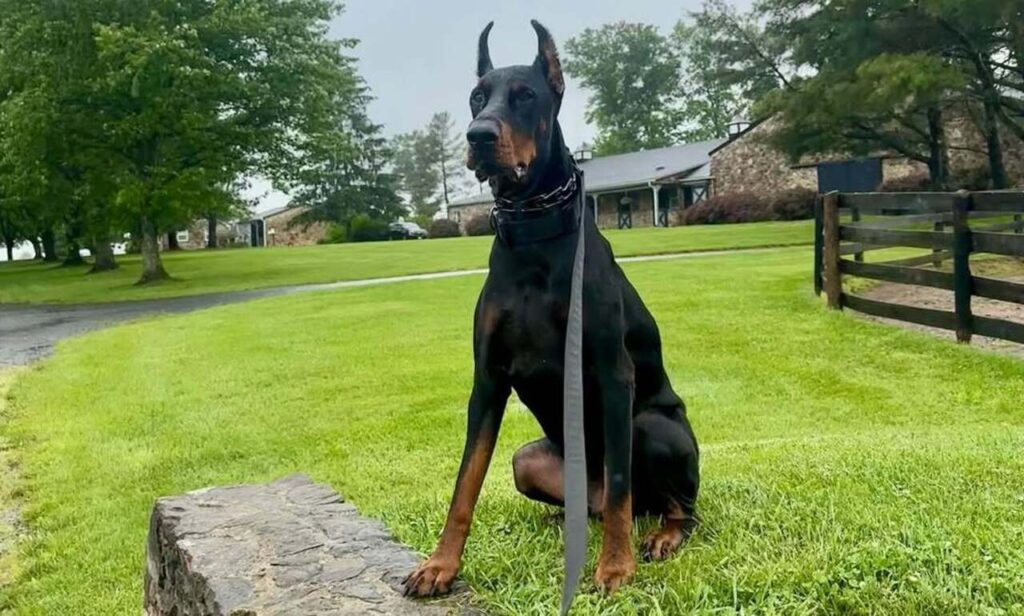 European Doberman on leash