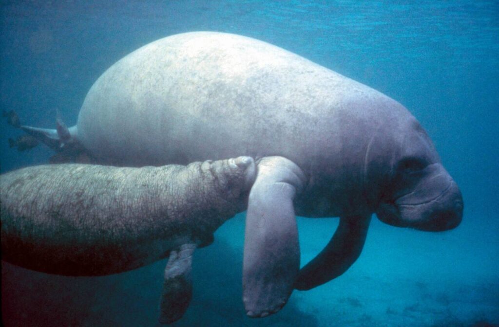 A Florida Manatee